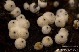 Attēlu rezultāti vaicājumam “Lasiosphaeria ovina”