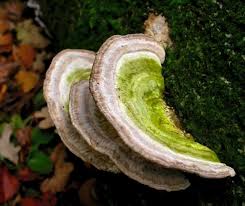 Attēlu rezultāti vaicājumam “Trametes gibbosa”
