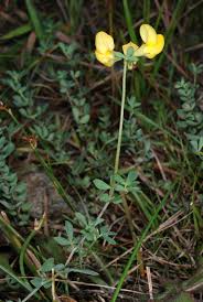 Attēlu rezultāti vaicājumam “Lotus corniculatus”
