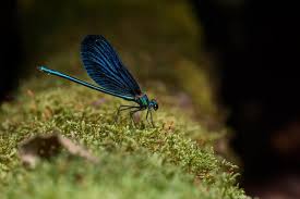 Attēlu rezultāti vaicājumam “Calopteryx virgo male”