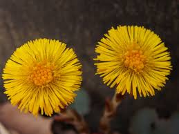 Attēlu rezultāti vaicājumam “Tussilago farfara flower”