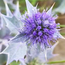 Attēlu rezultāti vaicājumam “Eryngium maritimum”