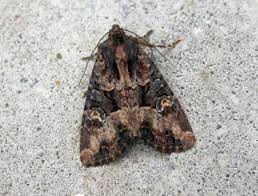 Attēlu rezultāti vaicājumam “Oligia sp.”