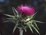 Attēlu rezultāti vaicājumam “Silybum marianum fruit”