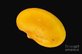 Attēlu rezultāti vaicājumam “Medicago lupulina fruit”