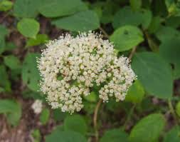 Attēlu rezultāti vaicājumam “Hydrangea arborescens flower”