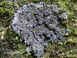 Attēlu rezultāti vaicājumam “Parmeliella triptophylla”