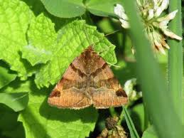 Attēlu rezultāti vaicājumam “Euclidia glyphica”