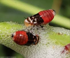 Attēlu rezultāti vaicājumam “Aphrophora nymph”