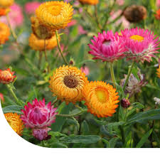 Image result for Strohblume