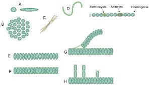 Attēlu rezultāti vaicājumam “Nostoc pruniforme macro”