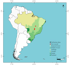 Attēlu rezultāti vaicājumam “Arcyria globosa stalked”