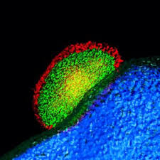 Attēlu rezultāti vaicājumam “Colloderma oculatum plasmodium”