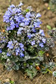 Attēlu rezultāti vaicājumam “Ajuga pyramidalis”