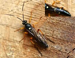 Attēlu rezultāti vaicājumam “Diphyus latebricola”