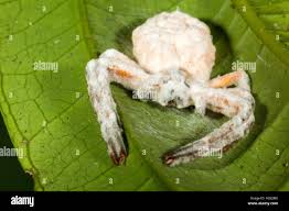 Attēlu rezultāti vaicājumam “Torrubiella arachnophila”