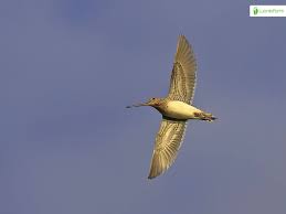 Attēlu rezultāti vaicājumam “Gallinago gallinago eggs”