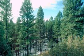 Attēlu rezultāti vaicājumam “Pseudotsuga menziesii flower”