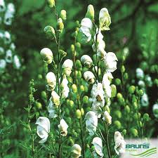 Attēlu rezultāti vaicājumam “Aconitum napellus bud”