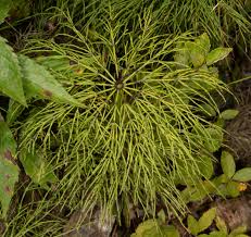 Attēlu rezultāti vaicājumam “Equisetum pratense”