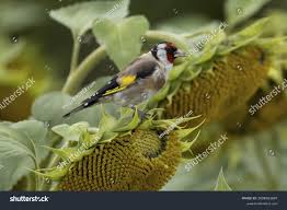 Attēlu rezultāti vaicājumam “Carduelis carduelis adult”