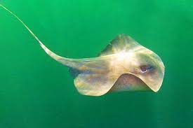 Image result for Pteroplatytrygon violacea