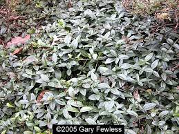 Attēlu rezultāti vaicājumam “Vinca minor leaf”