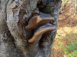 Attēlu rezultāti vaicājumam “Phellinus igniarius”