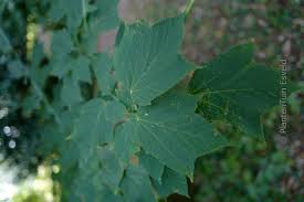 Attēlu rezultāti vaicājumam “Acer rufinerve”