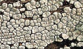 Attēlu rezultāti vaicājumam “Xylobolus frustulatus”