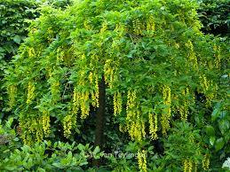 Attēlu rezultāti vaicājumam “Laburnum alpinum flower”