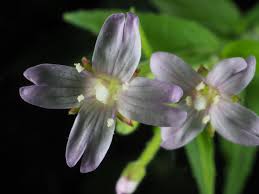 Attēlu rezultāti vaicājumam “Epilobium roseum flower”