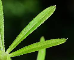 Image result for Galium aparine