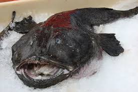 Image result for Lophius americanus