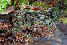 Attēlu rezultāti vaicājumam “Agathomyia wankowiczii”