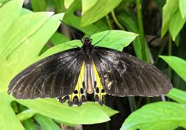 Image result for Diplodus helenae