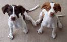 Brittany Puppies Pictures Images Puppies Dog Breed Information