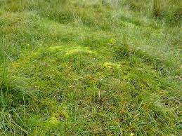 Attēlu rezultāti vaicājumam “Hamatocaulis vernicosus”