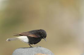 Image result for Oenanthe leucopyga