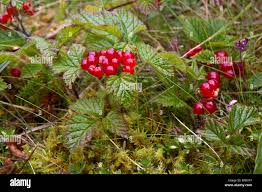 Attēlu rezultāti vaicājumam “Rubus saxatilis fruit”