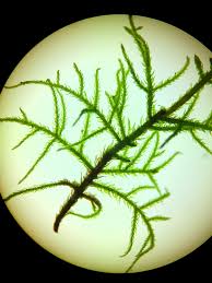 Attēlu rezultāti vaicājumam “Hylocomiastrum umbratum”