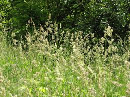 Attēlu rezultāti vaicājumam “Dactylis glomerata subsp. glomerata”