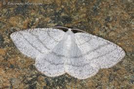 Attēlu rezultāti vaicājumam “Cabera pusaria”