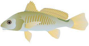 Image result for Micropogonias undulatus