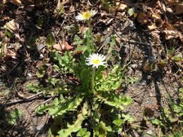 Attēlu rezultāti vaicājumam “Taraxacum suecicum”