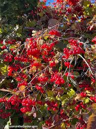 Attēlu rezultāti vaicājumam “Viburnum opulus fruit”