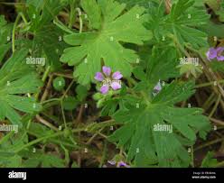 Attēlu rezultāti vaicājumam “Geranium pusillum”