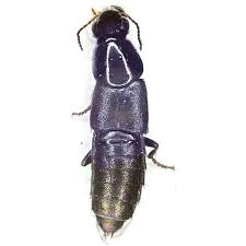 Attēlu rezultāti vaicājumam “Quedius dilatatus”