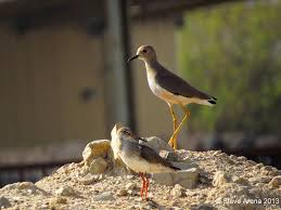 Image result for Vanellus leucurus