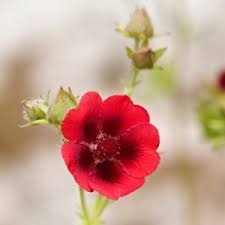 Attēlu rezultāti vaicājumam “Potentilla erecta flower”